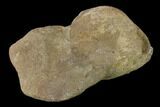 Fossil Hadrosaur Phalange - Alberta (Disposition #-) #136305-2